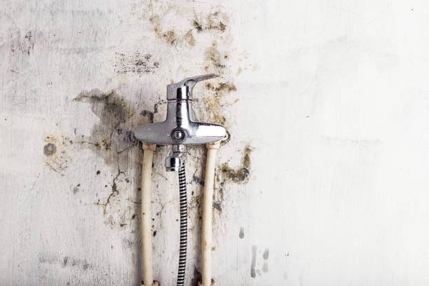 Best Professional Mold Removal  in Chadwicks, NY