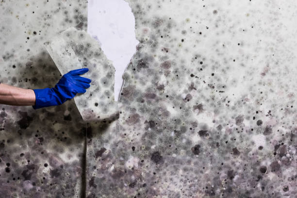 Best Local Mold Removal Service  in Chadwicks, NY