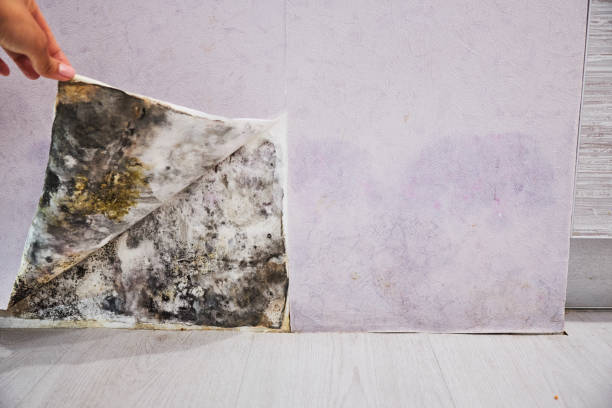 Best Mold Damage Repair  in Chadwicks, NY